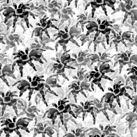 Tarantulas 24