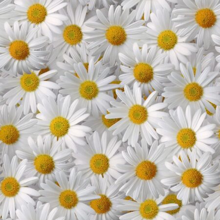 White Daises