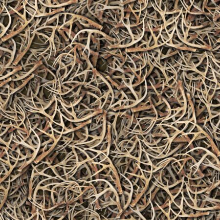 White Tail Deer Antlers 23