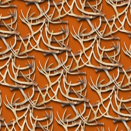 White Tail Deer Antlers 24