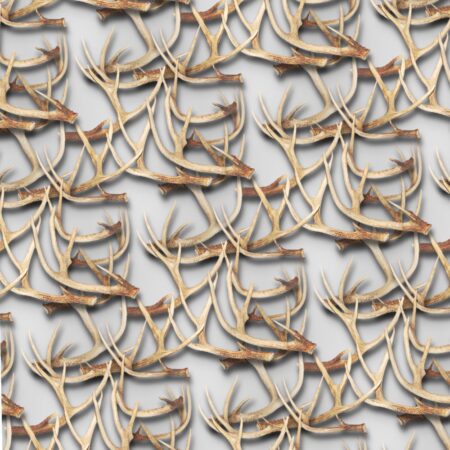 White Tail Deer Antlers 26