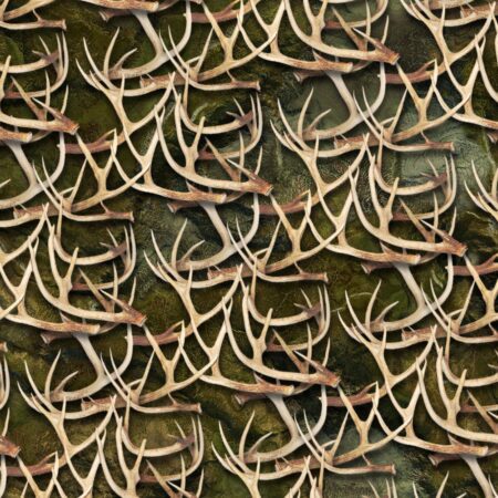 White Tail Deer Antlers 28