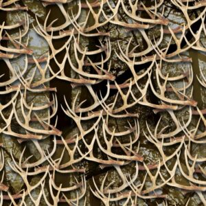 White Tail Deer Antlers 30