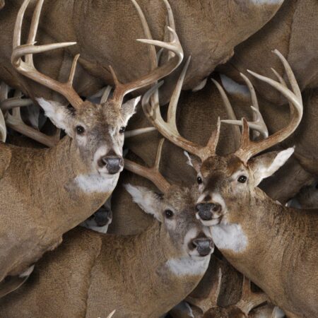 White Tail Deer Trophy 22