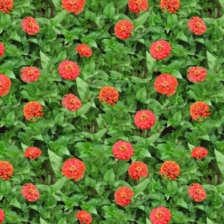 Zinnias